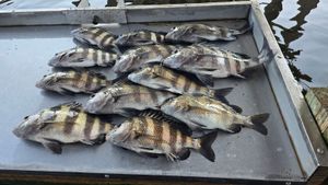 Sheepshead are eating great. 