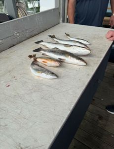 Galveston Jetty Fishing: Pigfish Action on Rock N Roll Charters