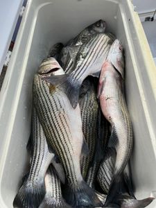 Fishes were caught in lake Murray