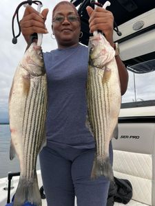 Best bait for striped bass
