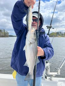 Discover the Lake Murray's Striped bass