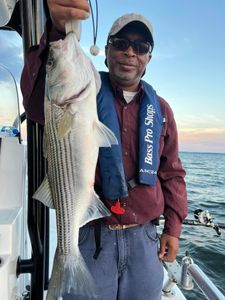 Trolling for striped bass