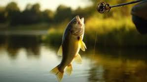 Offshore Adventure: Mahi Mahi and Gag Fishing Thrills