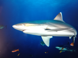 "Battling Giants: A Thrilling Fishing Expedition in the Kaveri River Basin"