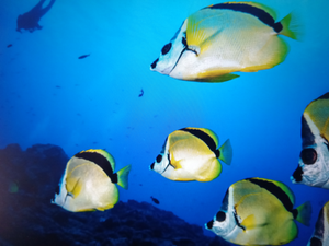 Reeling in Thrills: An Unforgettable Fishing Adventure in the Florida Keys