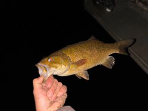 Muskegon River & Local Lake Action