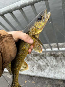 Muskegon River Fishing