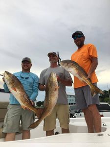 Red fish in Gulfport, MS