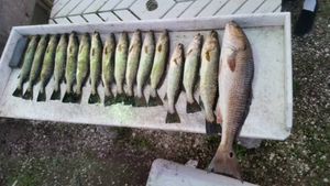 Sea Trout and Redfish Fishing