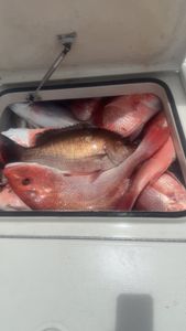 Weekend Fishing Charter Success