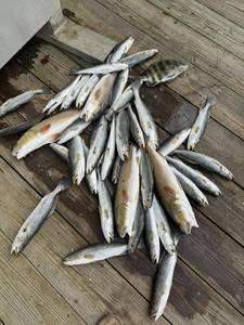 Lafitte Fishing Report 