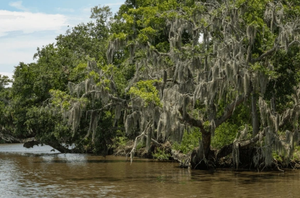 Things To Do In Lafitte 