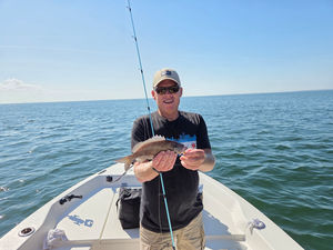 Tampa Bay White Grunt & Sheepshead Action with Optimus Charters