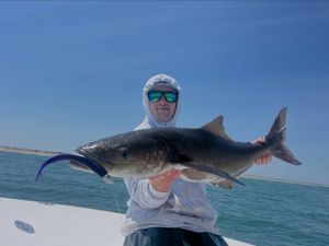 Virginia Beach Cobia Fishing Action Returns