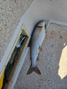 Fun fishing yesterday until wind came up