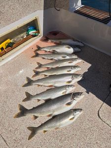 Fish are on fire on north shore