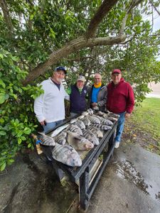 Spawning Sheepshead!