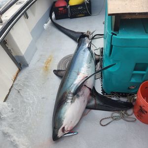 Redemption Shark and Jumbo Pollock Highlight the Day