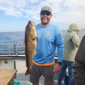 Solid Action with Cod, Pollock, and a Blue Shark