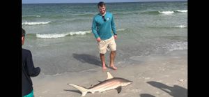 Blacktip Shark Spotted in Clearwater, Florida