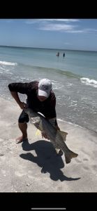 Heavyweight Common Snook: A Mighty Catch!