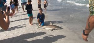 Encounter Blacktip Shark Wonders in Clearwater, FL