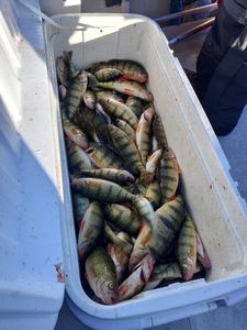 October–November Perch and Walleye Combo Trips