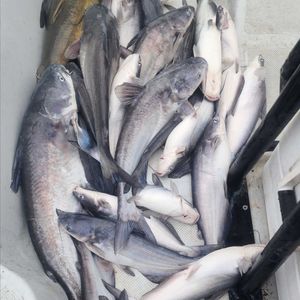 Spoonbill- bluecat weekend 