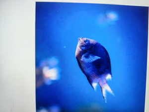 Flats Fishing Adventure with Soundarya: A Day on the Water