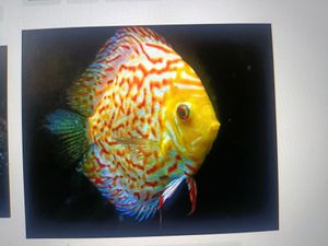 Ashish Test Company's BackCountry Fishing Spectacular - An Unforgettable Adventure with Guide Ashish12