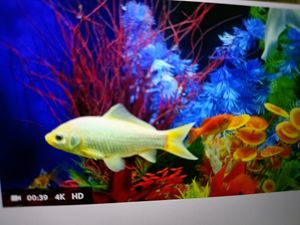 Ashish Test Company - Embark on an Unforgettable Backcountry Fishing Adventure with Ashish