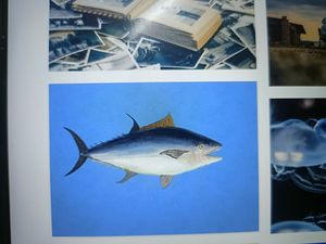 Ashish Test Company's Exhilarating Backcountry Fishing Adventure with Expert Guide Ashish Bh