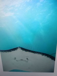 Adrenaline-Fueled Deep Sea Fishing Adventure on the California Coast