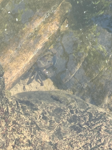 Serene Riverside Fishing in Jedigadde's Tranquil Waters