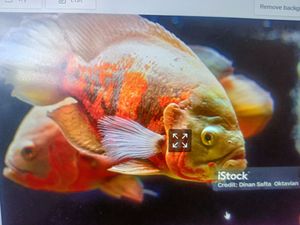 Captivating Backwater Fishing Excursion - A Diversity of Techniques, Thrilling Catches