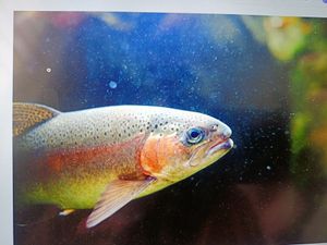 Backwater Fishing Adventure: A Day of Diverse Catches and Breathtaking Scenery