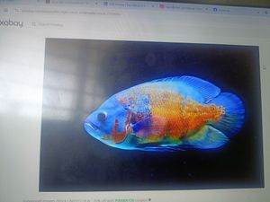 Scuba Diving Adventure: Discovering the Wonders of the Deep Blue