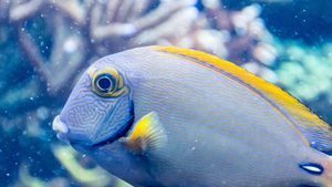 Tampa Angling Adventure - Reeling in a Diverse Catch