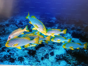 Underwater Adventure with Ashish: Sharpnose Shark Sighting