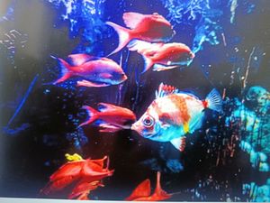 Reel in the Thrill: An Unforgettable Fishing Odyssey on the Florida Coast