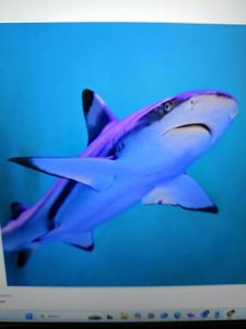 Striped Bass Blitz in Scenic Cape Cod Bay