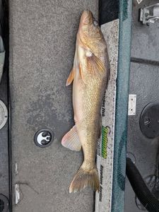 Trophy 31-Inch Walleye Trips Available