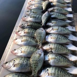 White Crappie Fishing