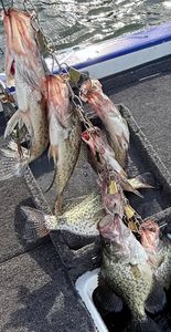 Slabs Are Biting on Table Rock