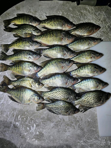 Branson Fishing Report