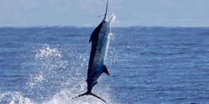 Texas Fishing License