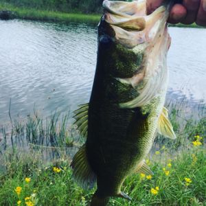 Bass Fishing