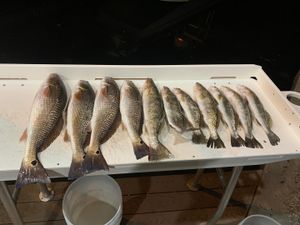 Redfish and Trout Bite Is Hot