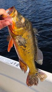 Injured Peacock Bass Spotted Alongside the Boat
