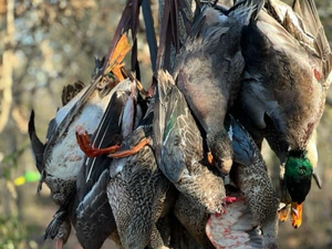 Arkansas Hunting Report